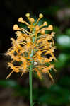 Yellow fringed orchid